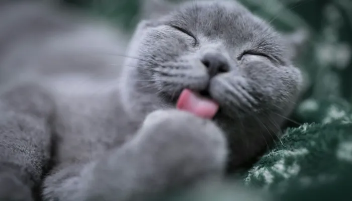 How to Respond to Your Cat’s Meows? How to Respond to Your Cat’s Meows?