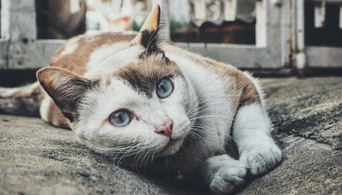 Cat Meow Sounds: Understanding Different Cat Sounds Cat Meow Sounds: Understanding Different Cat Sounds