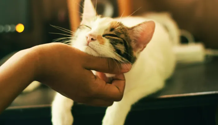 How Do Cat Translators Work? How Do Cat Translators Work?