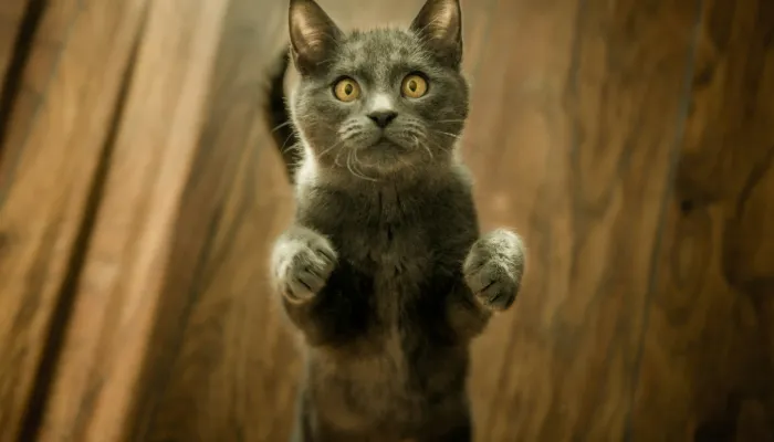 How Do Cats Say “I’m Sorry”?