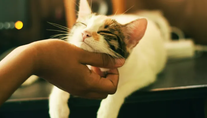 How Do Cats Say “Thank You”?