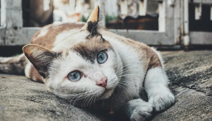 How Do Cats Say “Yes”?