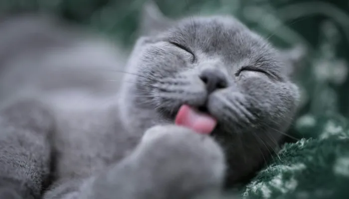 How Do I Say “I Hate You” in Cat Translator?