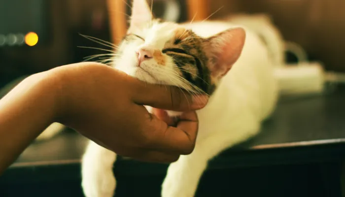 How Do I Say “I am sorry” in Cat Translator? How Do I Say “I am sorry” in Cat Translator?