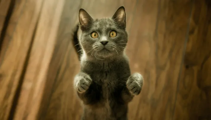 Benefits of Cat Translator Apps Benefits of Cat Translator Apps