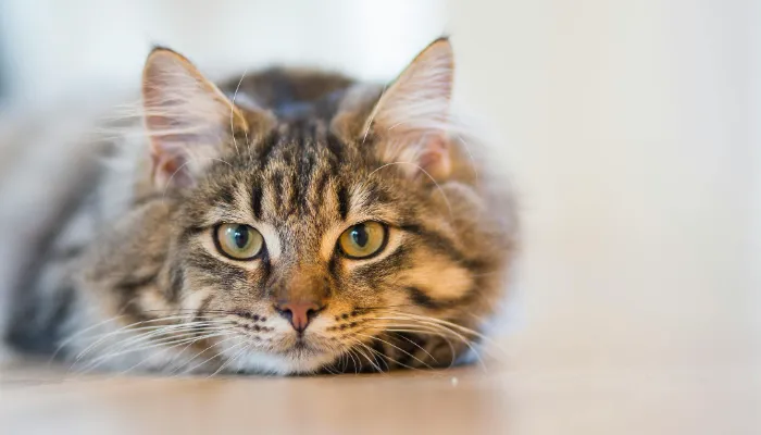 Can a Cat Translator App Really Work? Can a Cat Translator App Really Work?