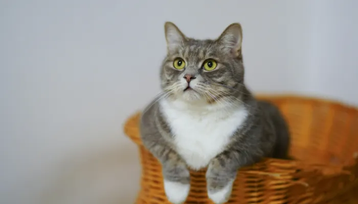 Cat Language Translator: What is That? Cat Language Translator: What is That?
