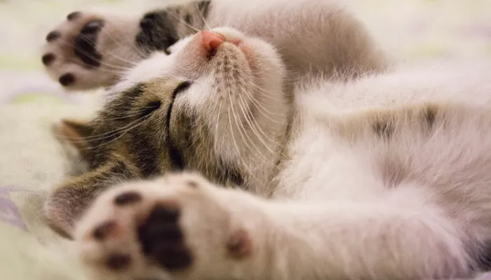 Cat Meow Translator: What is It? Cat Meow Translator: What is It?