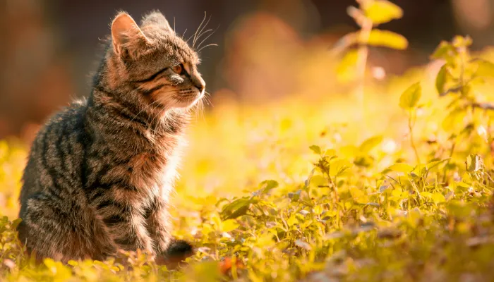 Cat Translator App: All You Need To Know Cat Translator App: All You Need To Know