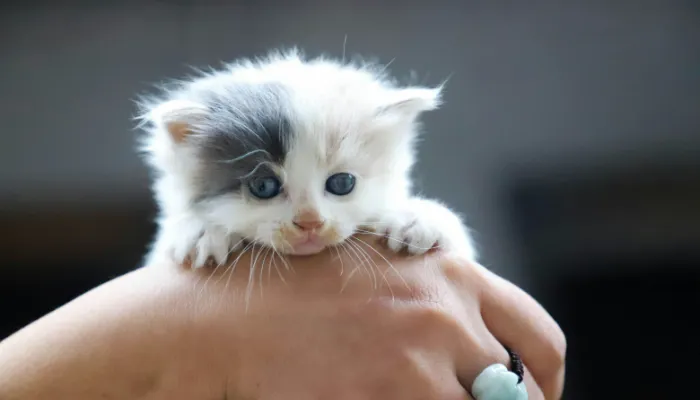 Cat Translator Cat to Human - A Different Perspective Cat Translator Cat to Human - A Different Perspective