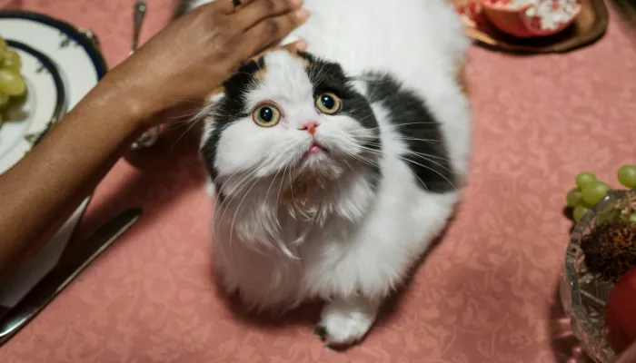 Do Cat Meow Translators Really Work? Do Cat Meow Translators Really Work?