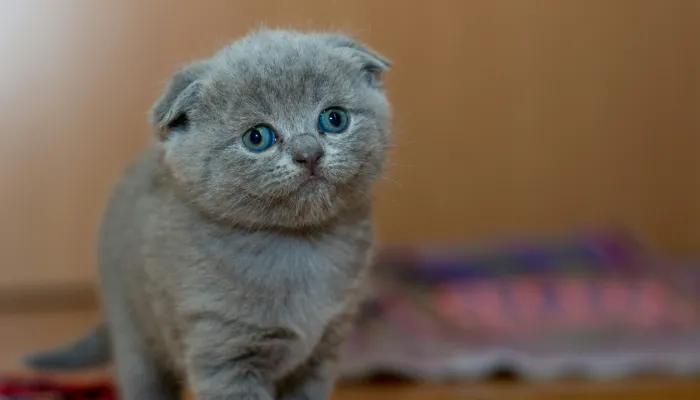 How a Cat Language Translator Can Benefit You? How a Cat Language Translator Can Benefit You?