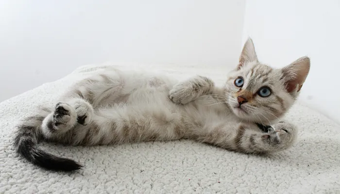 How to Choose the Best Cat Translator App? How to Choose the Best Cat Translator App?
