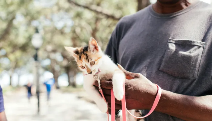 How to Speak Cat Translator? How to Speak Cat Translator?