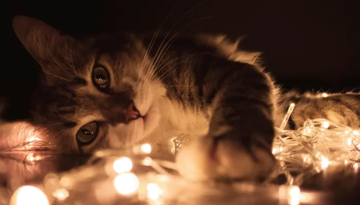 Human to Cat Translator: What’s the Buzz? Human to Cat Translator: What’s the Buzz?