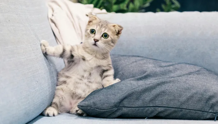 Is a Cat Language Translator Reliable? Is a Cat Language Translator Reliable?