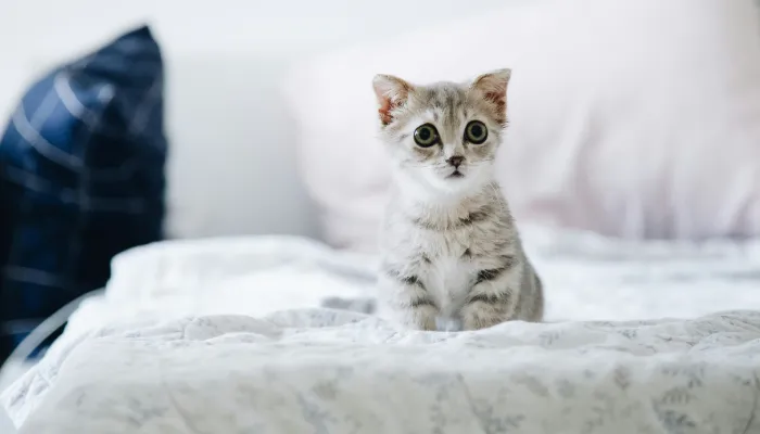 Understanding the Limitations of Human to Cat Translators Understanding the Limitations of Human to Cat Translators